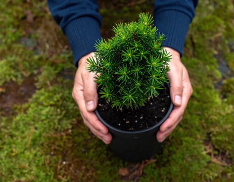 Person holding potted evergreen sapling over mossy forest ground, expressing care for nature and sustainable gardening outdoors