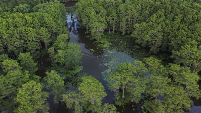 Aerial View of Caddo Lake State Park Cypress Wetlands and Scenic Waterways in Texas