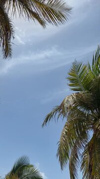 coconut palm trees