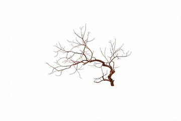 Fototapeta premium Bare dry winter branch isolated on white background minimalist nature
