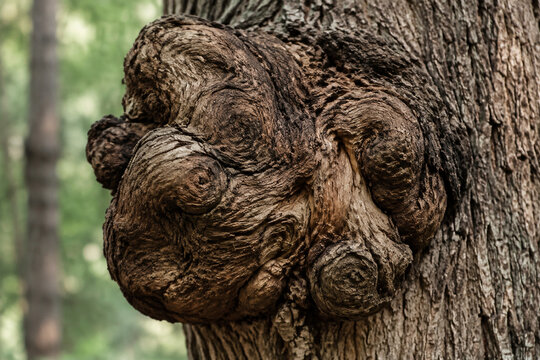 A detailed close-up of a large, gnarled burl on a tree trunk, distorting the straight grain of the wood.