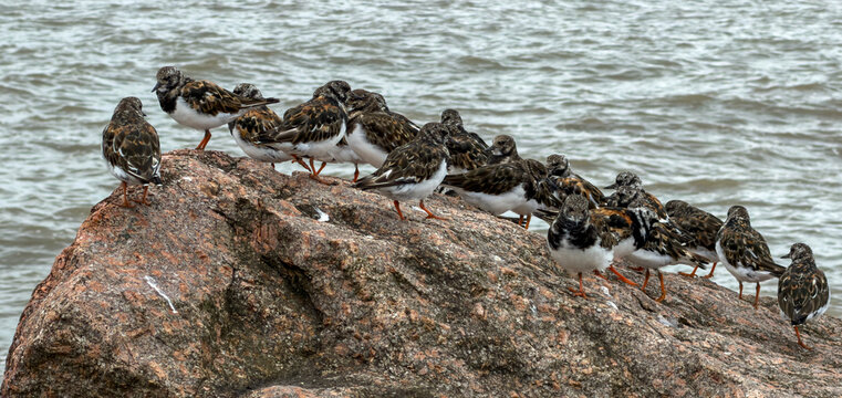 Ruddy Turnstone birds (Arenaria interpres) gathered on rocky seashor