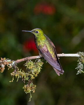 Colibr&iacute; en percha