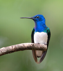 Naklejka premium Male White-necked Jacobin (Florisuga mellivora), Peru
