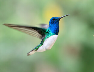 Fototapeta premium Male White-necked Jacobin (Florisuga mellivora), hovering in air, Peru