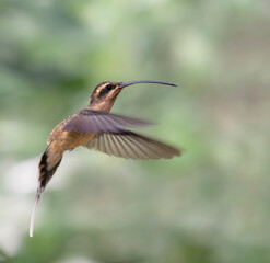 Fototapeta premium Great-billed Hermit (Phaethornis malaris) hovering in midair, Manu National Park, Peru