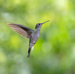 Fototapeta premium Gray-breasted Sabrewing (Campylopterus largipennis) in Manu National Park, Peru