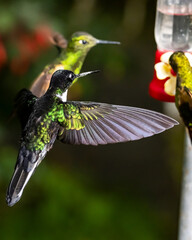 Colibríes © DanielFelipe