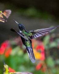 colibrí © DanielFelipe