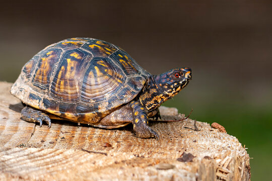 turtle on a tree