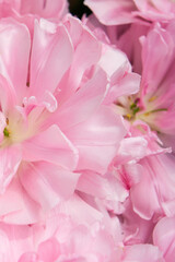 Fototapeta premium Background of open pink tulips