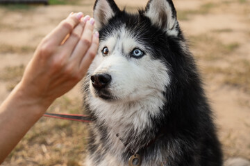 Pet care and animal companionship, human hand interacting with a siberian husky dog with heterochromia eyes in an outdoor park setting © Pixel-Shot