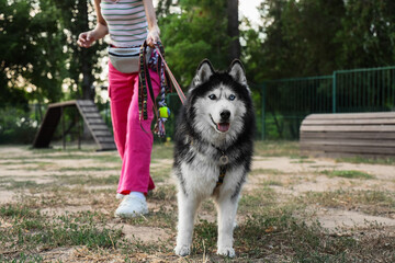 Pet ownership and companionship, woman walking a Siberian husky dog in a park for exercise and outdoor recreation with a leash and harness © Pixel-Shot