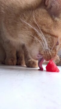 Curious orange cat licking a tasty red treat on white surface