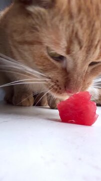 Ginger cat enjoying a juicy slice of watermelon up close