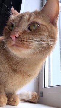 Curious ginger cat exploring a sunny window sill