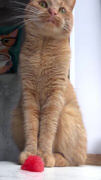 Curious ginger cat pondering over a red toy pom-pom on a sunny day
