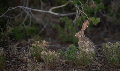 Black Tailed Jackrabbit Pauses After Being Seen In Desert Of Utah © kellyvandellen