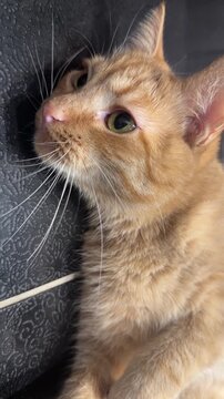 Curious orange cat relaxing against patterned tile wall