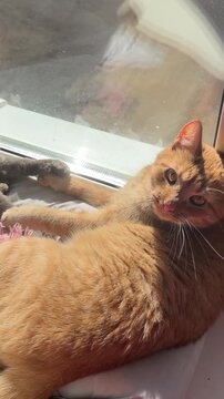 Orange tabby cat lounging in sunlight by a window