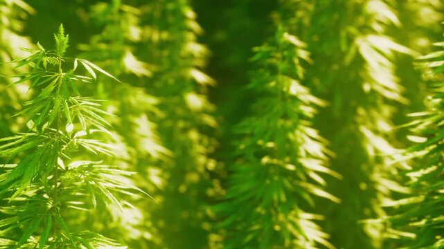 Cannabis plants stand tall in rows under the bright sunlight. The plants have long leaves and vibrant colors. The growing field shows an agricultural activity focused on cultivation.