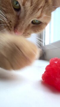 Curious cat eyeing a fresh watermelon slice close up