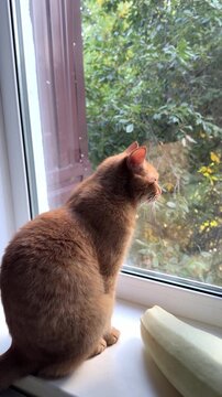Ginger cat gazing out window to lush green garden in autumn daylight