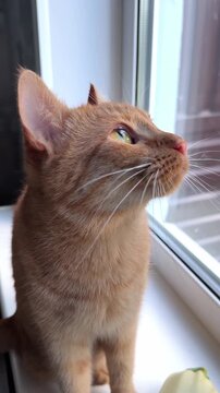 Curious ginger cat gazing upward by a window