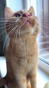 Sleepy tabby cat yawning by the window on a sunny day