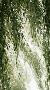 Green willow branches sway gently in the breeze, letting light shine through the delicate leaves at dusk in a quiet setting.