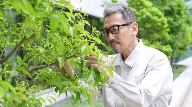 樹木のお手入れをする庭師