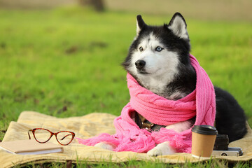 Cute husky dog with warm scarf and eyeglasses lying on blanket in autumn park © Pixel-Shot