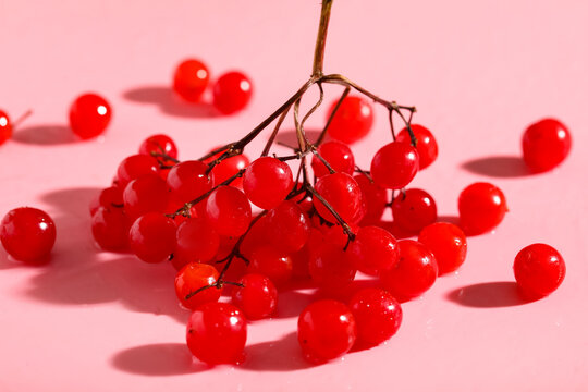 Fresh viburnum berries on pink background, closeup