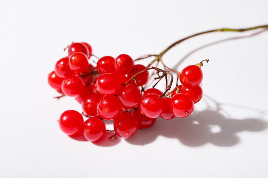 Branch of fresh viburnum berries on white background, closeup