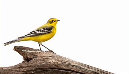 Fototapeta premium Yellow Wagtail Perched On A Log Isolated On White