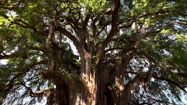 ARBOL MILENARIO DEL TULE OAXA AMEXICO