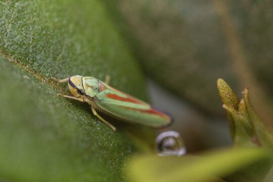 Rhododendron cicada (Cephaloscripta coccinea), Emsland, Lower Saxony, Germany