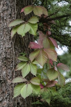 Wild Vine (Perthenocissus quinquefolium) on a spruce tree, Emsland, Lower Saxony, Germany