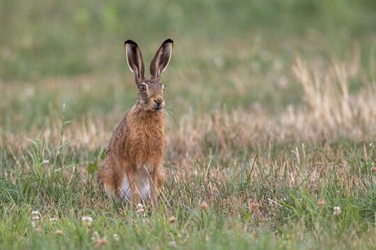 European hare (Lepus europaeus), Vechta, Lower Saxony, Germany