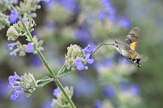 Star-tailed hummingbird (Macroglossum stellatarum), feeding on nectar from a catmint (Nepeta faassenii) flower, Meienberg, Canton of Aargau, Switzerland