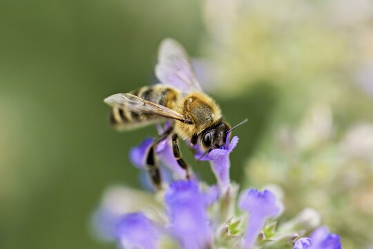 Western honey bee (Apis mellifera), feeding on nectar from a catmint (Nepeta faassenii) flower, Meienberg, Canton of Aargau, Switzerland
