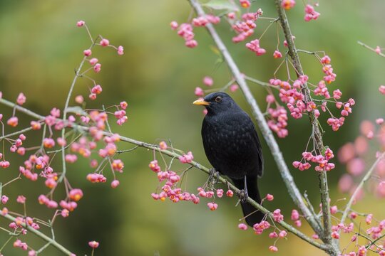 A common blackbird (Turdus merula) sits in a European spindle tree (Euonymus europaeus), and eats the fruit