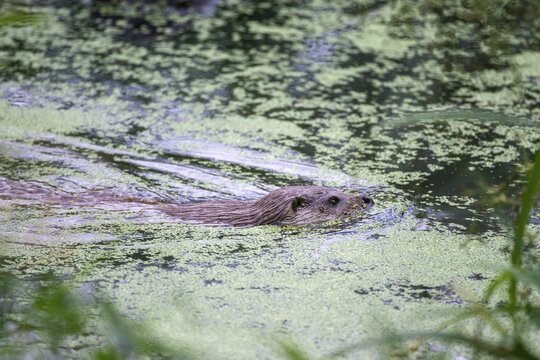 Carnivora, Eurasian otters, Lutra Lutra, predators, mammals, martens, raptors, mammals