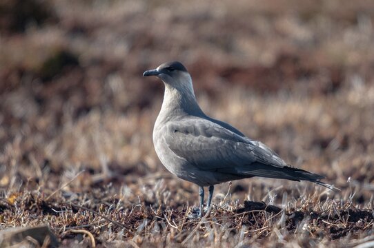Arctic hunter, arctic skua, arctic tern, Norway, parasitic hunter, parasitic skua, parasite predatory gull, stercorarius parasiticus, varanger, birds, charadriiformes, limikolen, predatory gulls, stercorariidae, birds