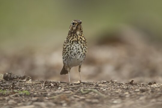 Song thrush (Turdus philomelos) adult garden bird in a woodland in spring, England, United Kingdom