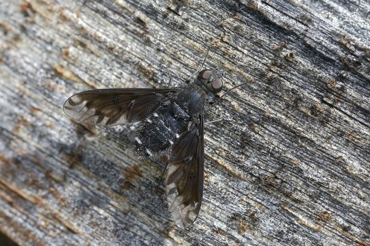 Anthrax anthrax, bombyliidae, common mourning swebs, woolswear, diptera, insects, two-winged birds