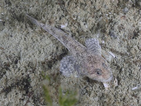 A slender fish, bullhead, bullhead, western bullhead, bullhead, millhead (Cottus Gobio), bullhead, dolm, lies on a sandy substrate under water. Dive site Gro&szlig;er Parkplatz, Herrliberg, Lake Zurich, Canton of Zurich, Switzerland