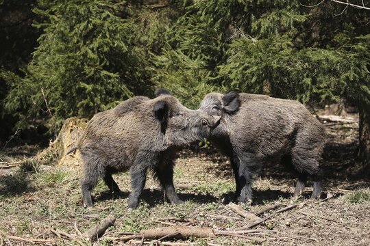 Wild boar (Sus scrofa) strong boar quarrelling in front of spruce thicket, Allg&auml;u, Bavaria, Germany