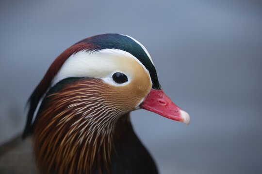 Mandarin duck (Aix galericulata) adult male bird head portrait, England, United Kingdom