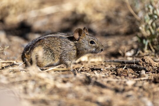 Four-striped grass mouse or four-striped grass rat (Rhabdomys pumilio), South Africa